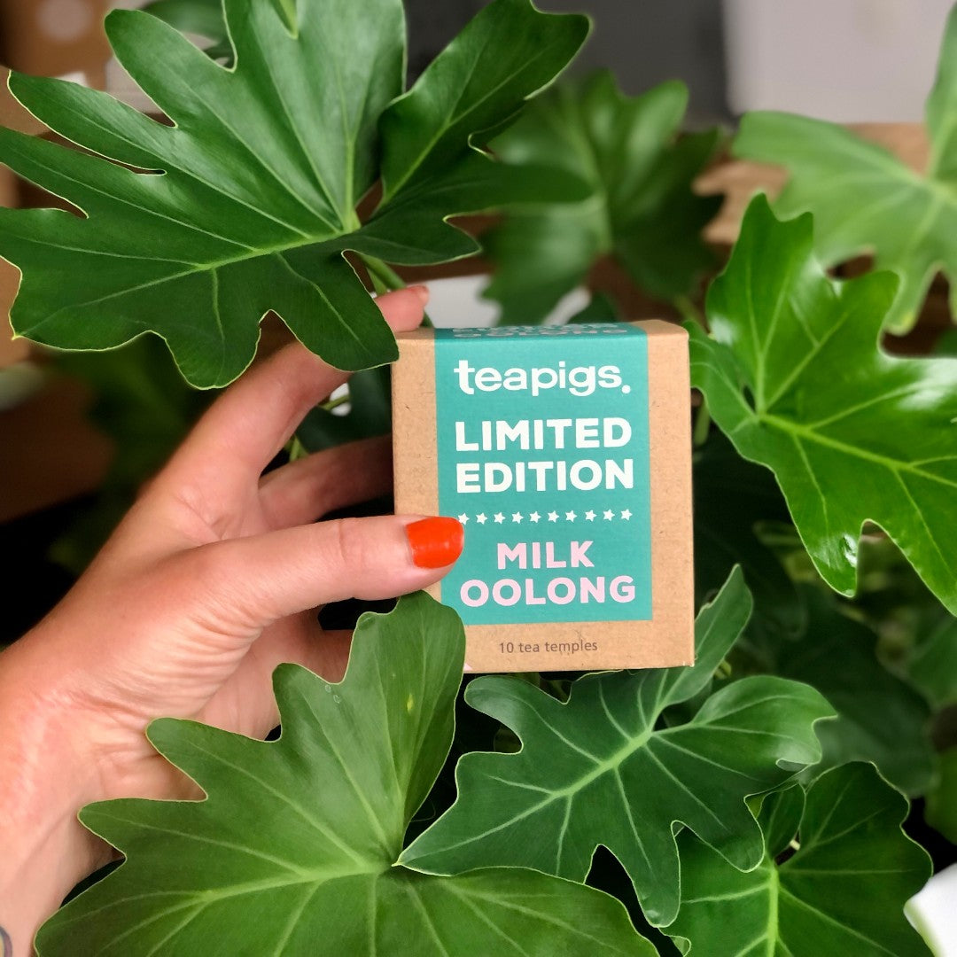 teapigs milk oolong i æske sammen med en plante