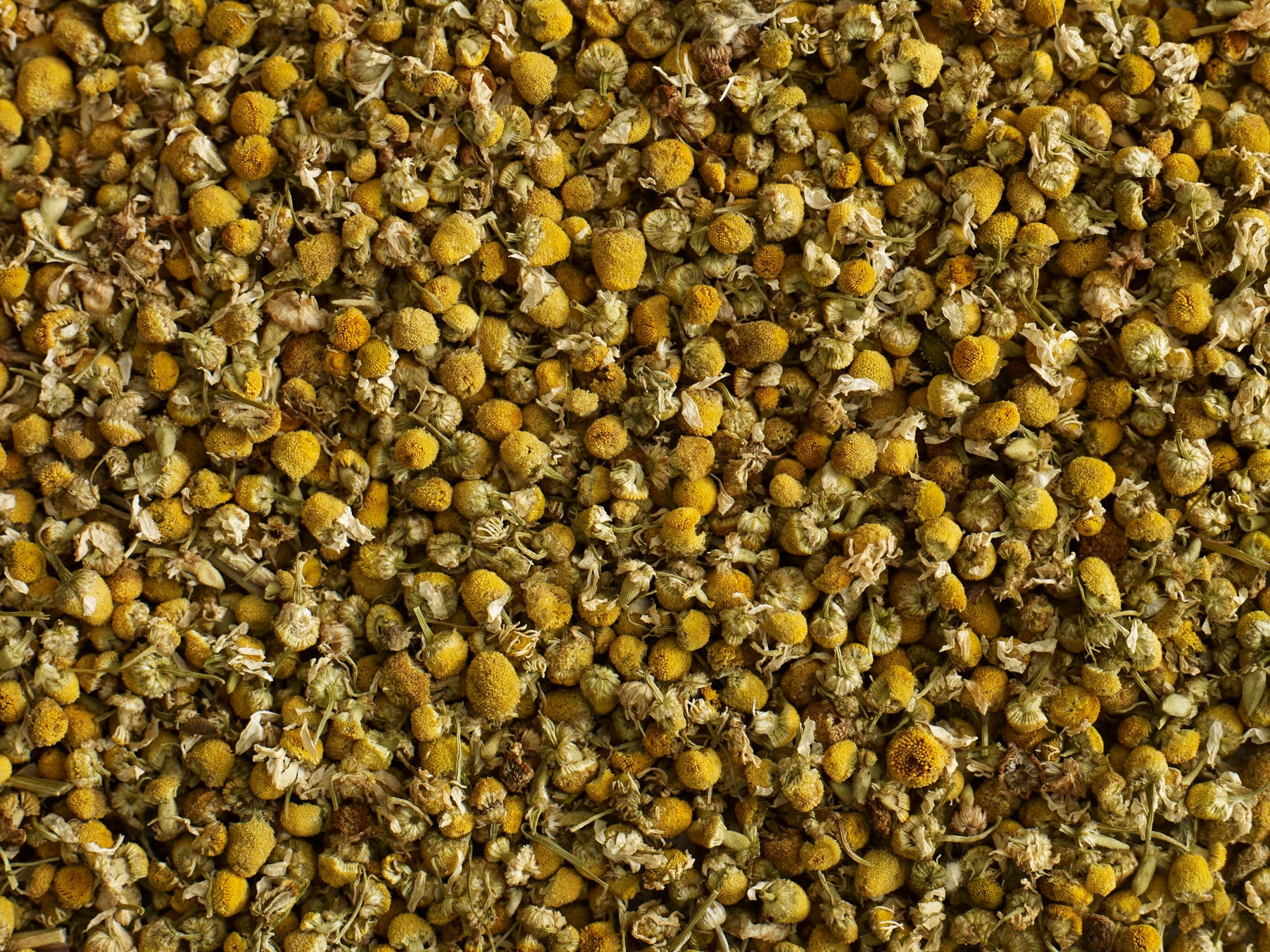 teapigs løs økologisk kamilleblomster te tæt på